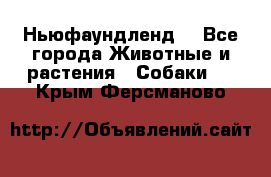 Ньюфаундленд  - Все города Животные и растения » Собаки   . Крым,Ферсманово